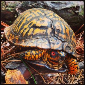 Eastern box turtle seen along the Red Trail at the Black Run Preserve in late October, 2013