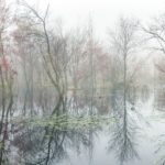 Morning Fog at Black Run - art by Brian Collins