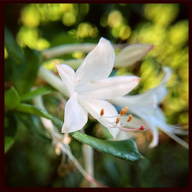 Photo by Keara Giannotti for Black Run Preserve