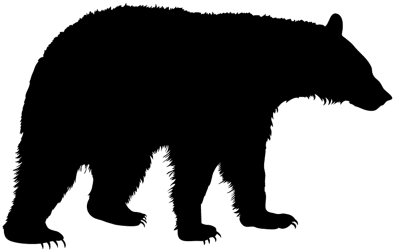 Black Bear Sighting in BRP
